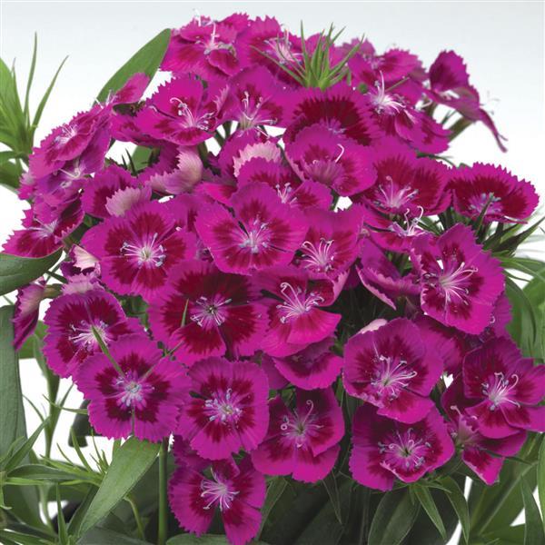 Dianthus barbatus 'Diabunda Purple' ~ Diabunda™ Purple Dianthus-ServeScape