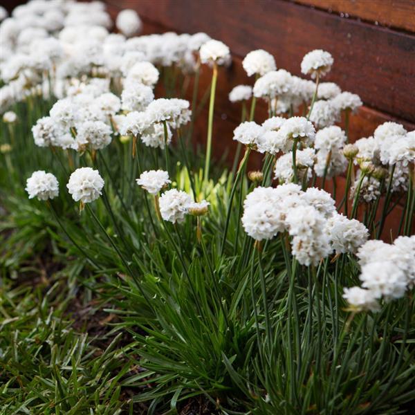 Armeria pseudarmeria 'Dream Clouds' ~ Dreameria® Dream Clouds Thrift-ServeScape