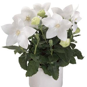 Platycodon grandiflorus 'Astra White' ~ Astra White Balloon Flower-ServeScape