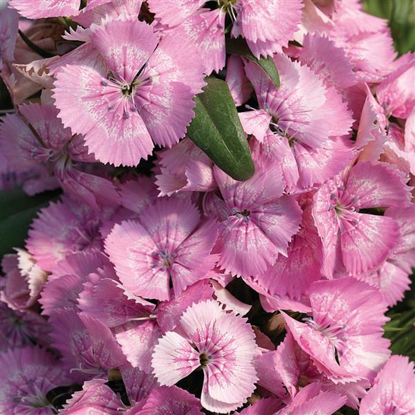 Dianthus barbatus 'Diabunda Pink Pearl' ~ Diabunda™ Pink Pearl Dianthus-ServeScape