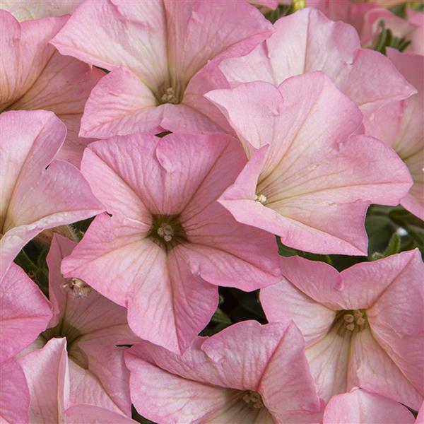 Petunia hybrid 'Cashmere Pink' ~ PW® Surfinia® Heavenly Cashmere Pink Petunia-ServeScape