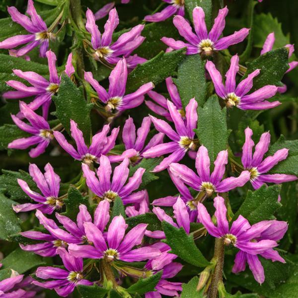 Scaevola 'Surdiva Pink Brilliance' ~ SURDIVA® Pink Brilliance Fan Flower-ServeScape
