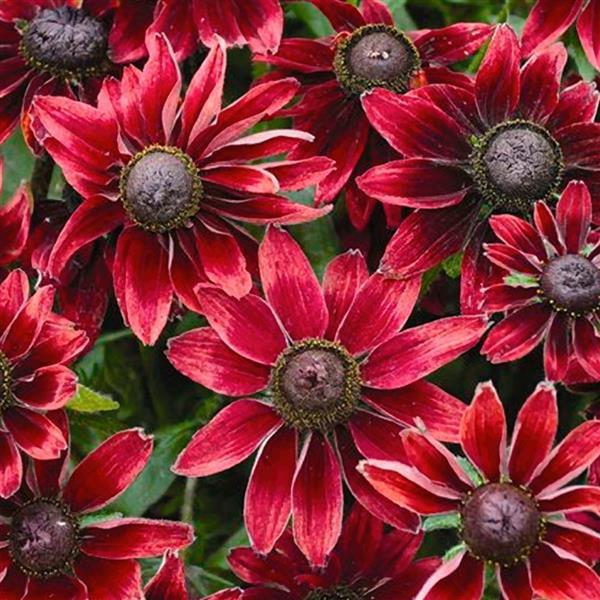 Rudbeckia hirta ‘Cherry Brandy’ ~ Cherry Brandy Black-eyed Susan-ServeScape