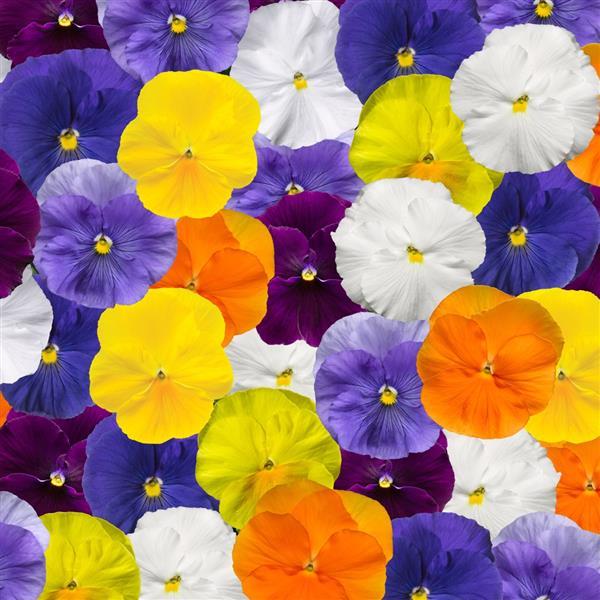 Viola x wittrockiana 'Delta Pro Pure Colors Mix' ~ Delta™ Pro Pure Colors Mix Pansy-ServeScape