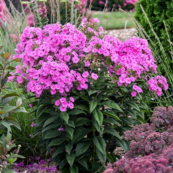 Phlox paniculata 'Luminary Prismatic Pink' ~ Luminary® Prismatic Pink Phlox-ServeScape