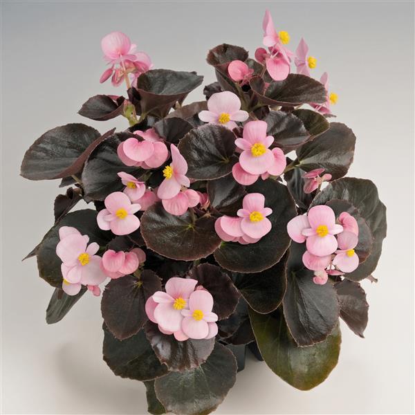 Begonia semperflorens-cultorum 'Cocktail Brandy' ~ Cocktail® Brandy Wax Begonia-ServeScape