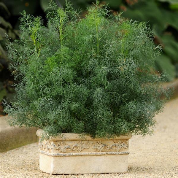 Anethum graveolens 'Fernleaf' ~ Fernleaf Dill-ServeScape