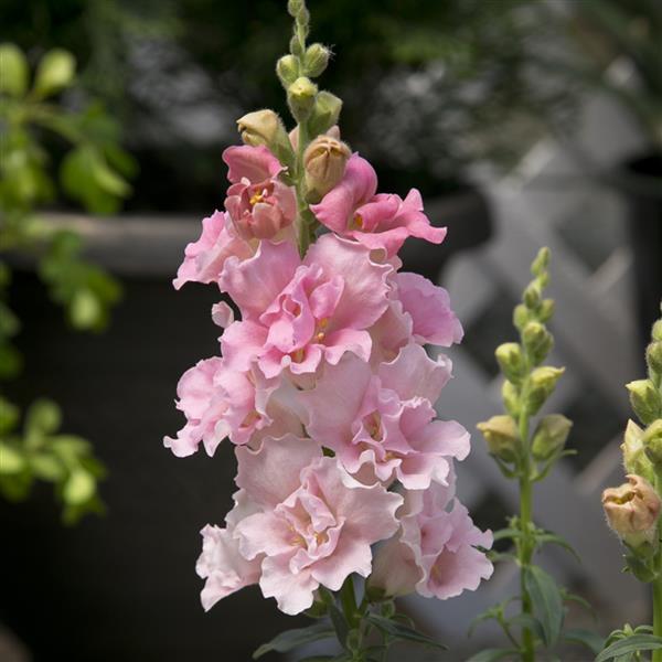 Antirrhinum majus nanum 'Twinny Rose' ~ Twinny Rose Snapdragon-ServeScape