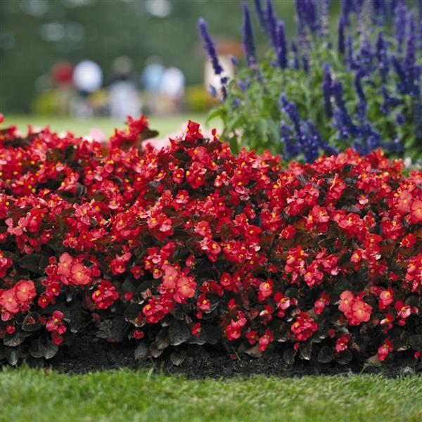 Begonia x benariensis 'Big Red With Bronze Leaf' ~ BIG™ Red With Bronze Leaf Begonia-ServeScape