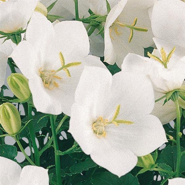 Campanula carpatica 'Pearl White' ~ Pearl White Bellflower-ServeScape