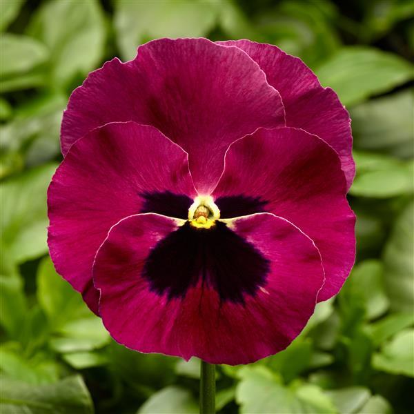 Viola x wittrockiana 'Delta Pro Rose Blotch' ~ Delta™ Pro Rose Blotch Pansy-ServeScape