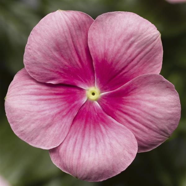 Catharanthus roseus 'Cora Cascade XDR Shell Pink' ~ Cora® Cascade XDR Shell Pink Vinca-ServeScape