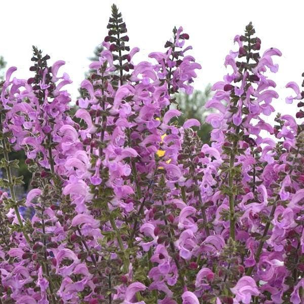 Salvia ‘Moulin Rouge’ ~ Fashionista® Moulin Rouge Sage-ServeScape