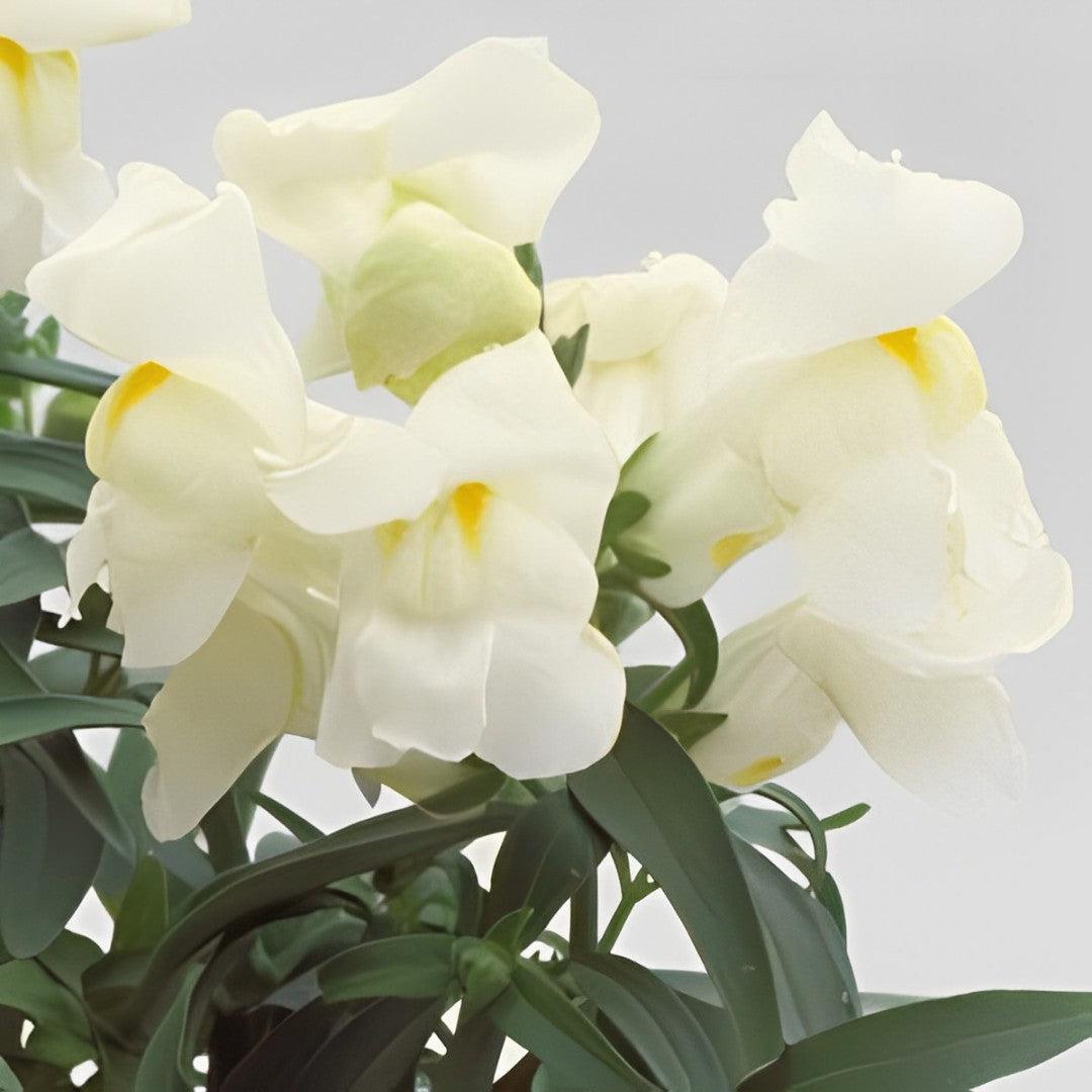 Antirrhinum majus 'Floral Showers White' ~ Floral Showers™ White Snapdragon-ServeScape