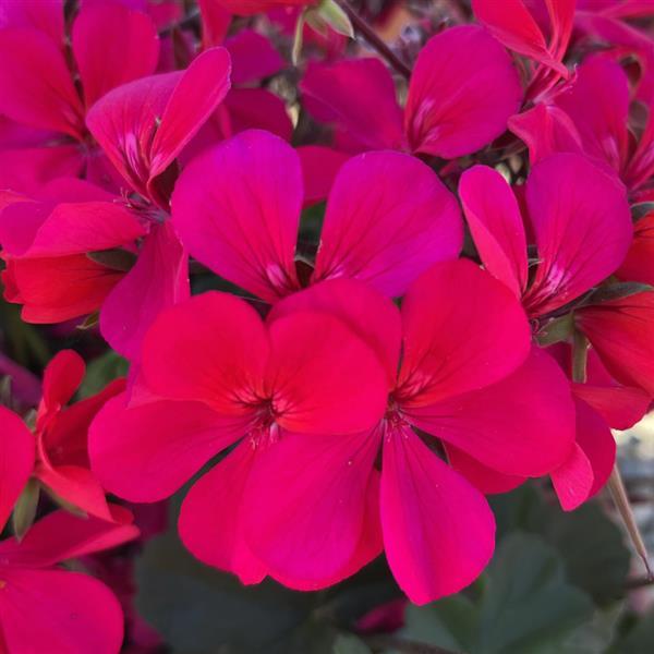 Pelargonium interspecific 'Caldera Hot Pink' ~ Caldera™ Hot Pink Geranium-ServeScape
