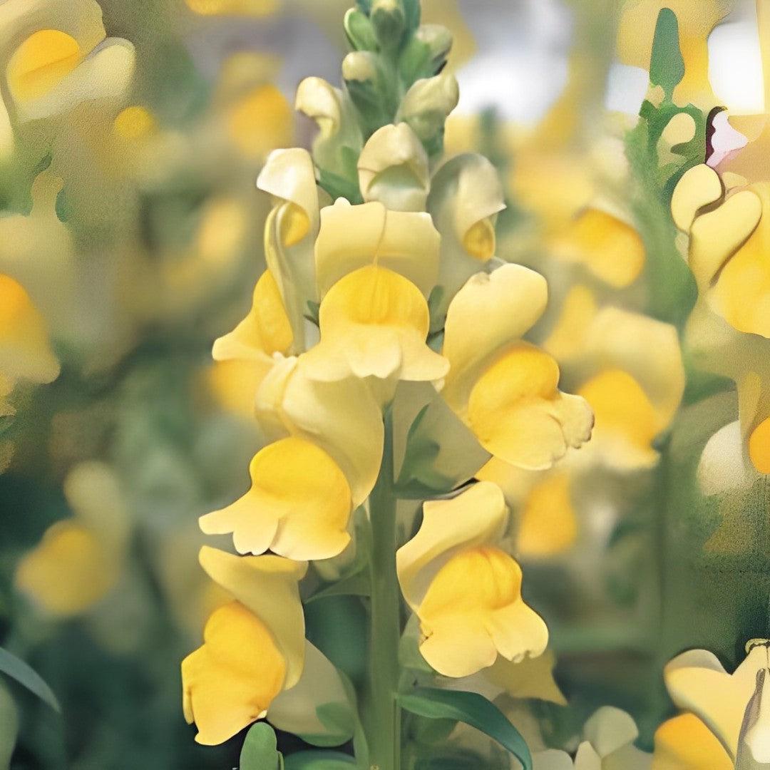 Antirrhinum majus 'Speedy Sonnet Yellow' ~ Speedy Sonnet Yellow Snapdragon-ServeScape