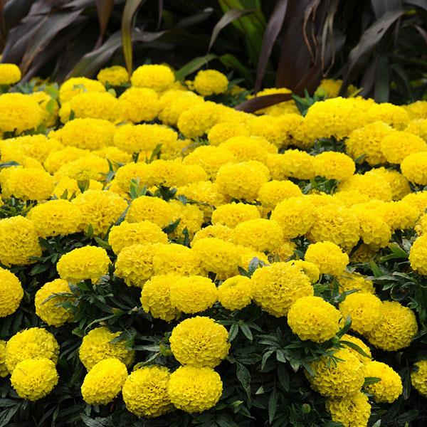 Tagetes erecta 'PAS106054' ~ Taishan® Yellow African Marigold-ServeScape