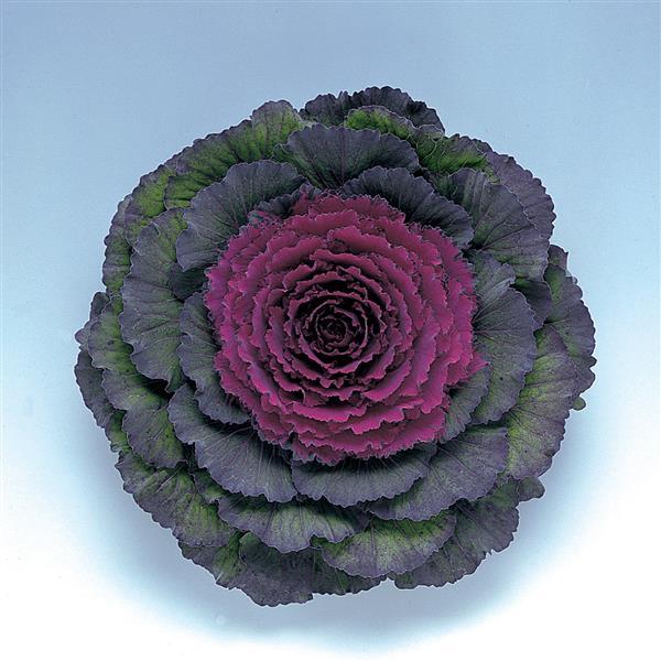 Brassica oleracea (Acephala Group) 'Pigeon Purple' ~ Pigeon Purple Ornamental Cabbage-ServeScape