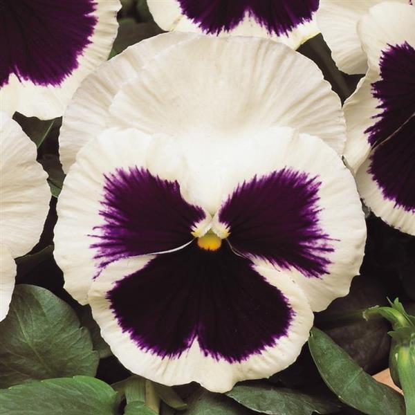 Viola x wittrockiana 'PAS334560' ~ Matrix™ White Blotch Pansy-ServeScape