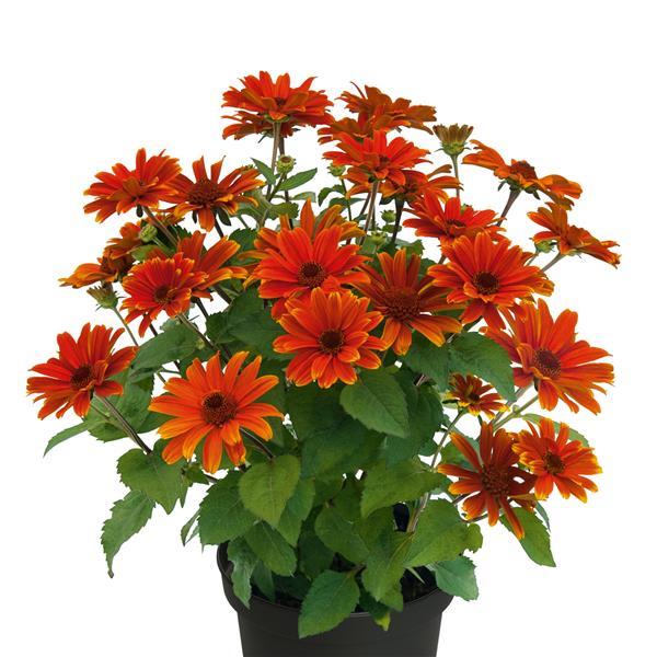Heliopsis helianthoides 'Sole d'Amore' ~ Sole d'Amore False Sunflower-ServeScape