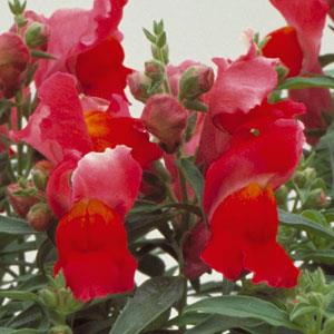 Antirrhinum majus 'Floral Showers Scarlet' ~ Floral Showers™ Scarlet Snapdragon-ServeScape