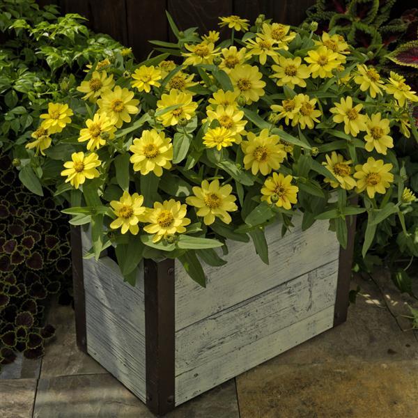 Zinnia ‘Profusion Lemon’ ~ Profusion Lemon Zinnia-ServeScape