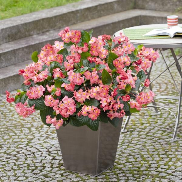 Begonia 'Big Pink Green Pink' ~ BIG™ Pink Green Leaf Begonia-ServeScape