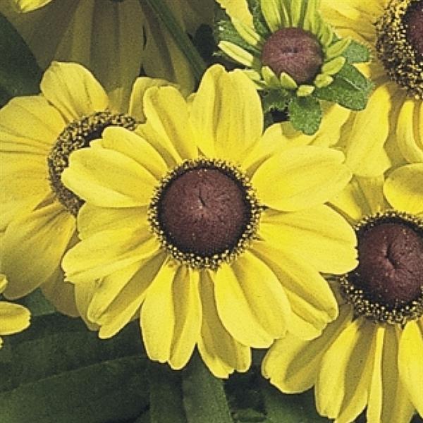 Rudbeckia hirta 'Toto Lemon' ~ Toto® Lemon Black-Eyed Susan-ServeScape