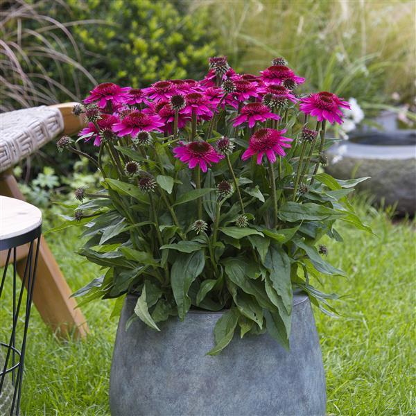 Echinacea purpurea 'SunMagic Double Raspberry' ~ Monrovia® SunMagic® Double Raspberry Echinacea-ServeScape