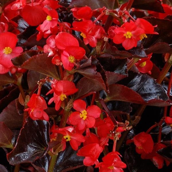 Begonia 'Viking Red on Chocolate' ~ Viking Red on Chocolate Begonia-ServeScape