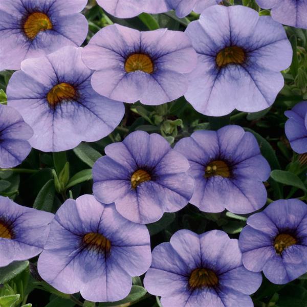 Calibrachoa hybrida 'KLECA16320' ~ MiniFamous® Neo Light Blue Calibrachoa-ServeScape