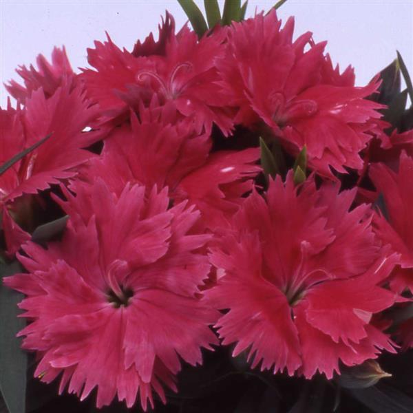 Dianthus 'Diana Salmon' ~ Diana Salmon Dianthus-ServeScape