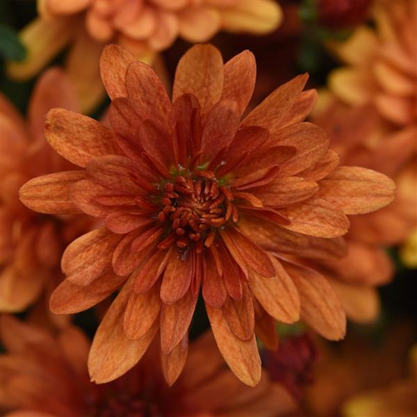 Chrysanthemum x morifolium 'Kickin' Spicy Orange' ~ Kickin' Spicy Orange Mum-ServeScape