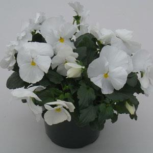 Viola x wittrockiana 'Majestic Giants II Clear White' ~ Majestic Giants II Clear White Pansy-ServeScape