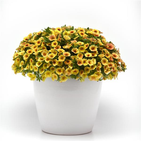 Calibrachoa hybrida 'KLECA20803' ~ MiniFamous® Uno Yellow+Red Vein Calibrachoa-ServeScape