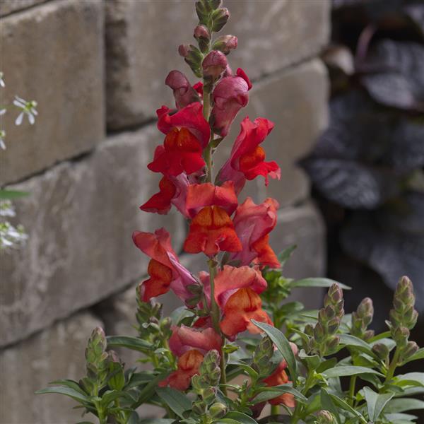 Antirrhinum majus 'Snaptastic Orange Flame' ~ Snaptastic™ Orange Flame Snapdragon-ServeScape