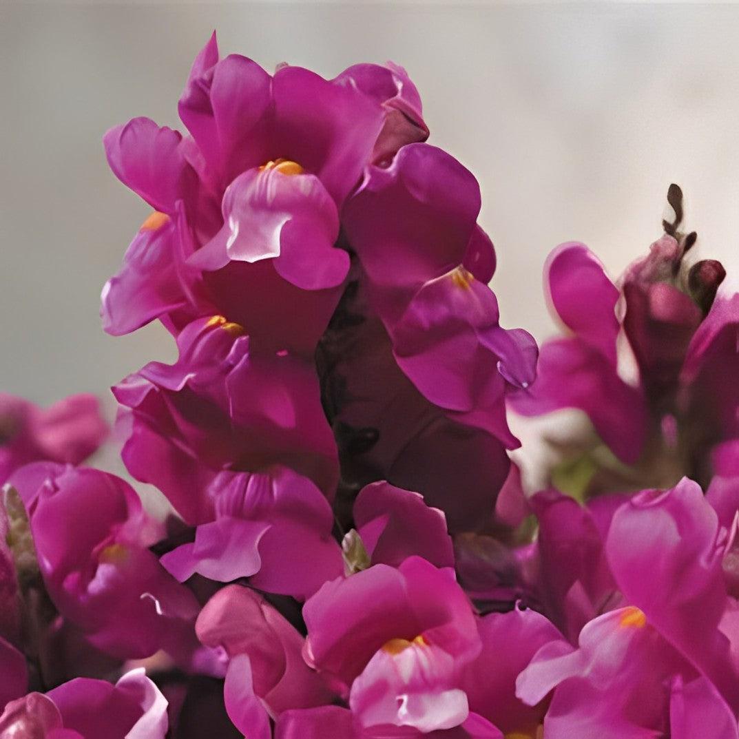 Antirrhinum majus 'Floral Showers Lilac' ~ Floral Showers™ Lilac Snapdragon-ServeScape