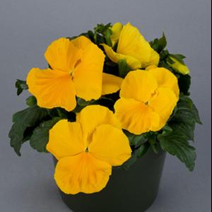 Viola x wittrockiana 'Majestic Giants II Clear Yellow' ~ Majestic Giants II Clear Yellow Pansy-ServeScape