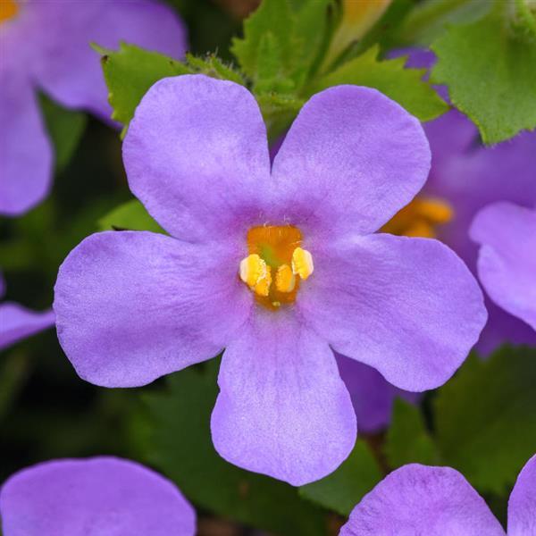 Sutera cordata 'Balmecoluim' ~ MegaCopa™ Blue Bacopa-ServeScape