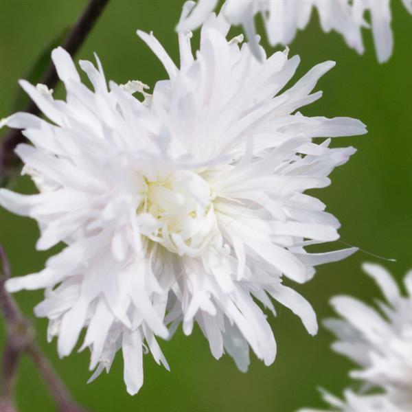 Lychnis flos-cuculi 'Petite Henri' ~ Petite Henri Catchfly-ServeScape