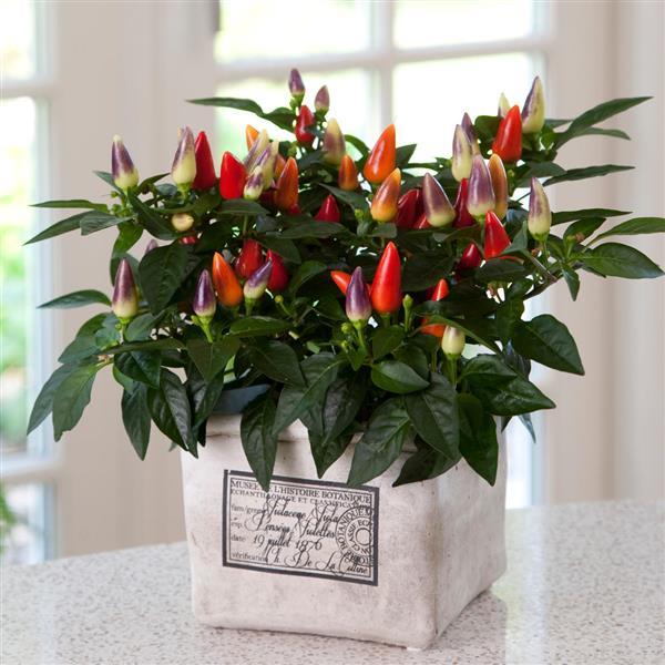 Capsicum annuum 'Acapulco XP Multicolor Red' ~ Acapulco™ XP Multicolor Red Ornamental Pepper-ServeScape