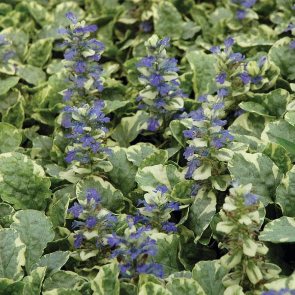 Ajuga reptans 'Silver Queen' ~ Silver Queen Ajuga-ServeScape