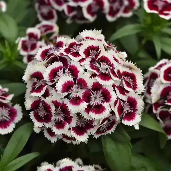 Dianthus 'PAS1514671' ~ Dart™ Red White Picotee Dianthus-ServeScape