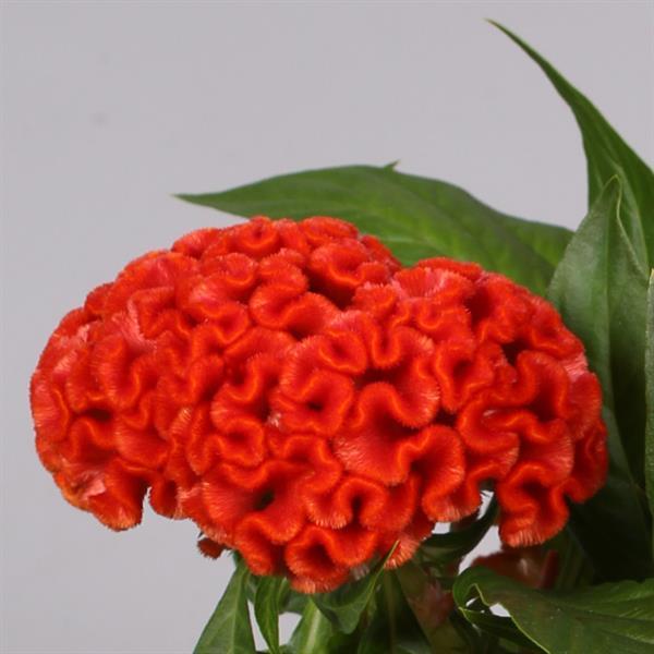 Celosia cristata 'Twisted Bright Orange' ~ Twisted Bright Orange Celosia-ServeScape