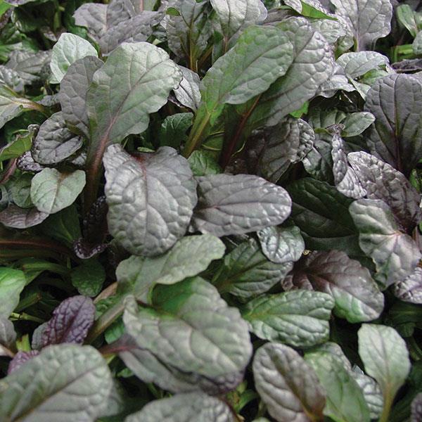 Ajuga reptans 'Mahogany' ~ Mahogany Ajuga-ServeScape