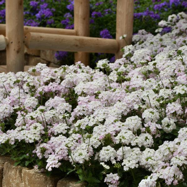 Verbena peruviana 'Balendish' PP25839 ~ EnduraScape™ White Blush Verbena-ServeScape