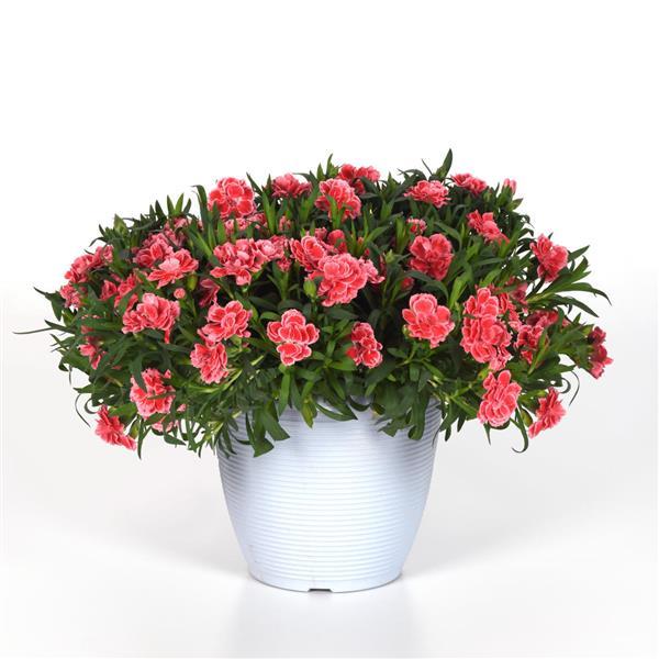 Dianthus caryophyllus 'KLEDG24541' ~ Oscar® Peach Edge Dianthus-ServeScape