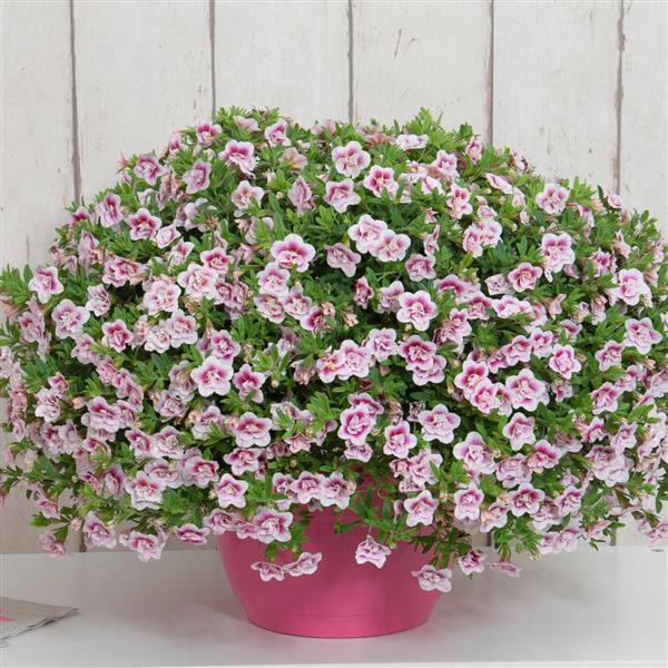 Calibrachoa hybrida 'KLECA18085' ~ MiniFamous® Uno Double Pinktastic Calibrachoa-ServeScape