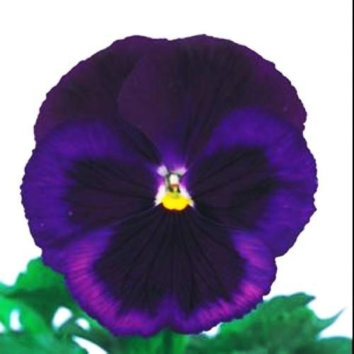 Viola x wittrockiana 'Majestic Giants II Blue Jeans with Blotch' ~ Majestic Giants II Blue Jeans Pansy-ServeScape