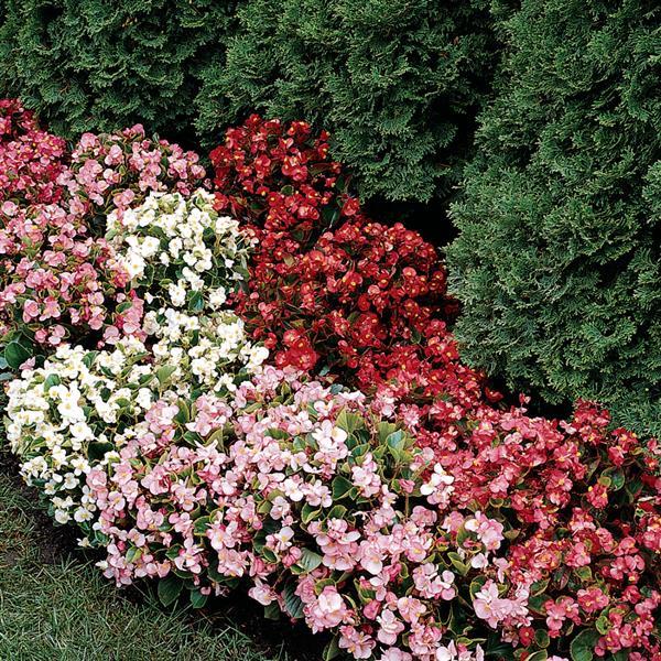 Begonia semperflorens 'Prelude Mix' ~ Prelude Mix Begonia-ServeScape